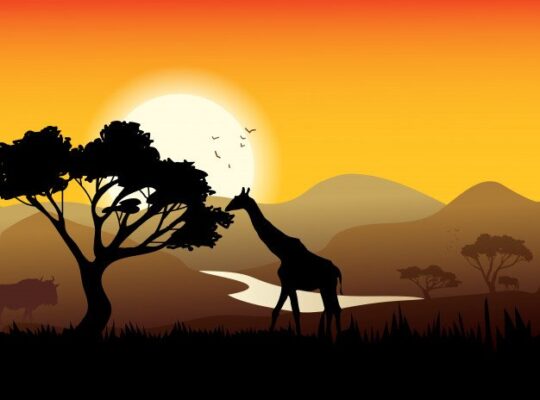 Top Ways to Make an African Safari Affordable
