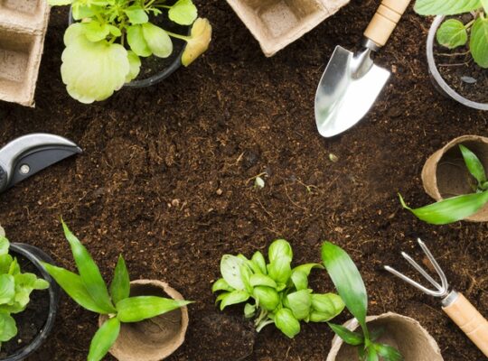 An Accidental Gardener’s Secrets to Successful Gardening
