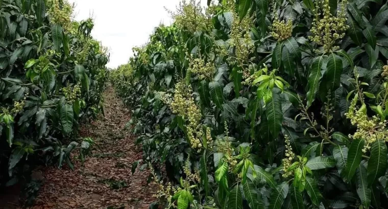 For Sale: 1450 ACRES FARM, TSHS.1.76 BILLION AT