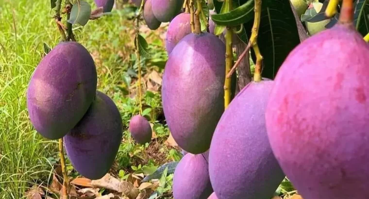 For Sale: 1450 ACRES FARM, TSHS.1.76 BILLION AT