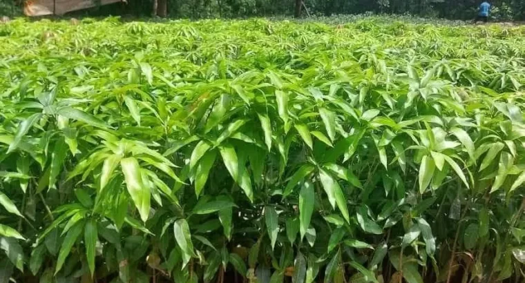 For Sale: 1450 ACRES FARM, TSHS.1.76 BILLION AT