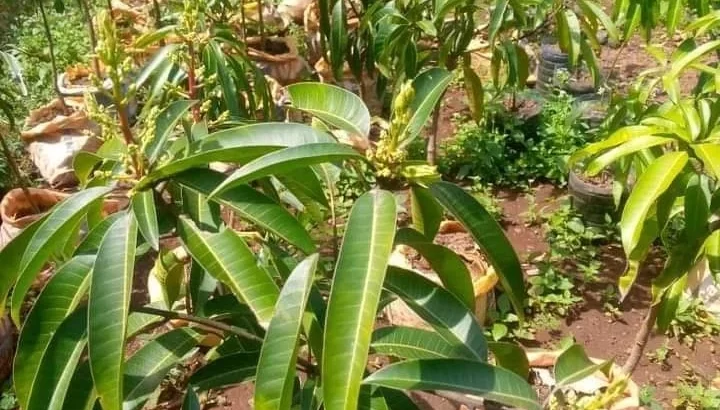 For Sale: 1450 ACRES FARM, TSHS.1.76 BILLION AT