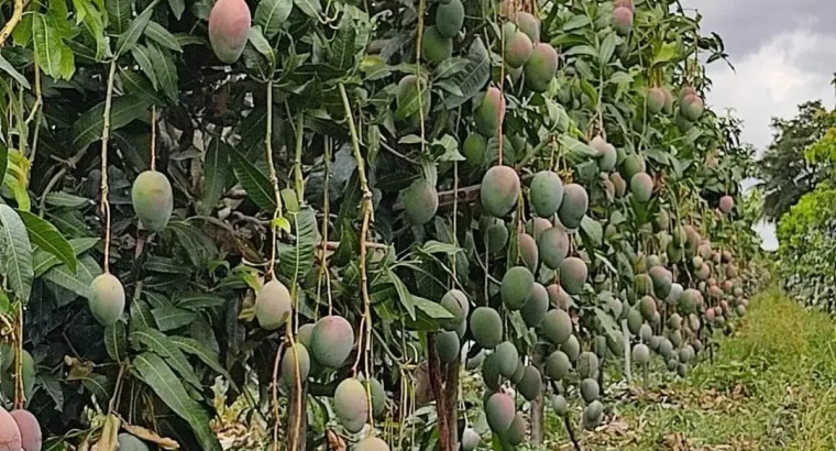 For Sale: 1450 ACRES FARM, TSHS.1.76 BILLION AT