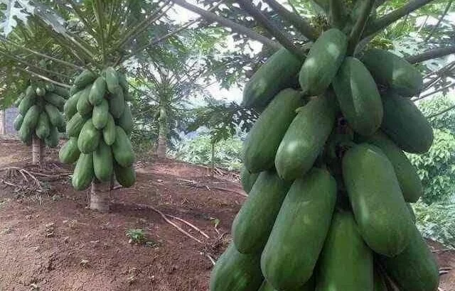 For Sale: 1450 ACRES FARM, TSHS.1.76 BILLION AT