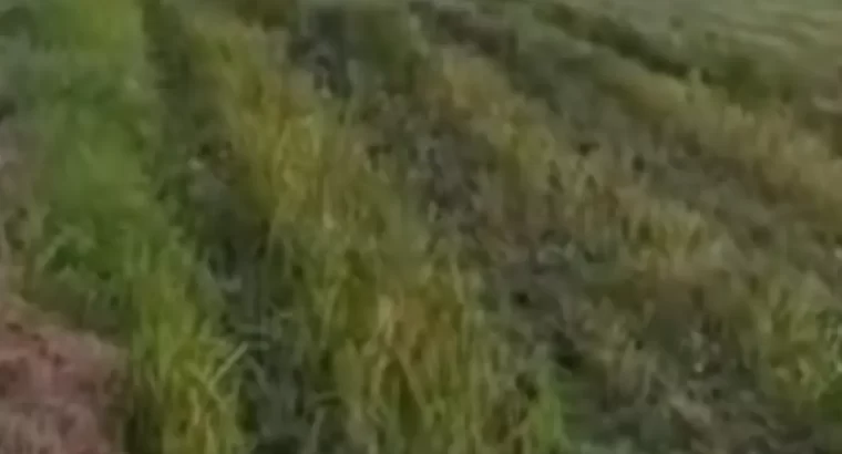 For Sale: 1450 ACRES FARM, TSHS.1.76 BILLION AT