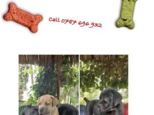 Boerboel Puppies for Sale!