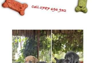 Boerboel Puppies for Sale!