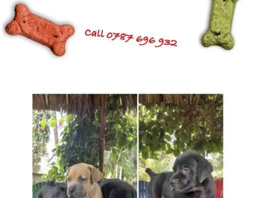 Boerboel Puppies for Sale!