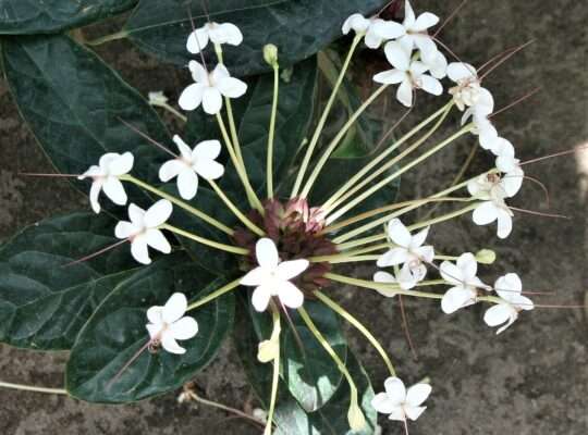 Plants native to East African Coast for sale