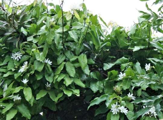 Plants native to East African Coast for sale