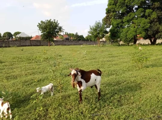 EKARI 8 ZENYE HATI, NDANI YA FENCE,KINYEREZI,DAR