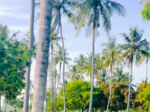 PLOTS NEAR THE BEACH AT KIDETE, KIGAMBONI