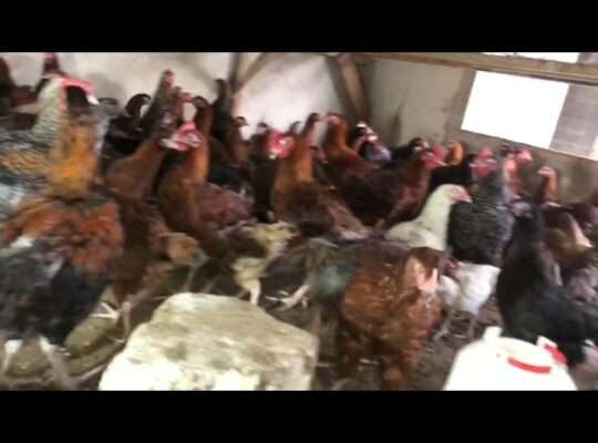 250 LIVE-KUROILER CHICKEN AT MADALE DAR