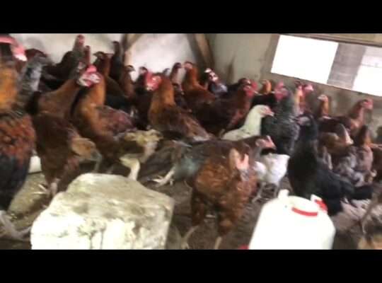 250 LIVE-KUROILER CHICKEN AT MADALE DAR