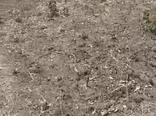 SHAMBA SAFI LENYE HATI, EKARI 22, PINGO-CHALINZE