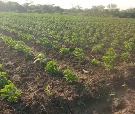 184 ACRES SURVEYED FARM BY THE WAMI RIVER,BAGAMO