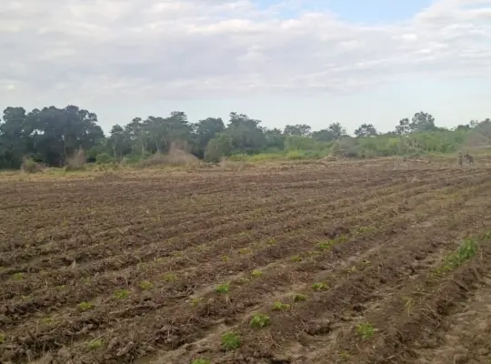 184 ACRES SURVEYED FARM BY THE WAMI RIVER,BAGAMO