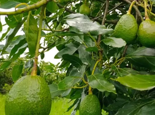 FARMING PROJECT; 200 ACRS, AVOCADO TREES,NJOMBE