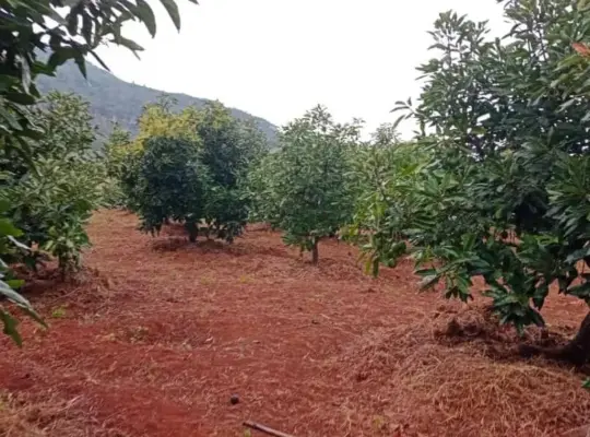 FARMING PROJECT; 200 ACRS, AVOCADO TREES,NJOMBE