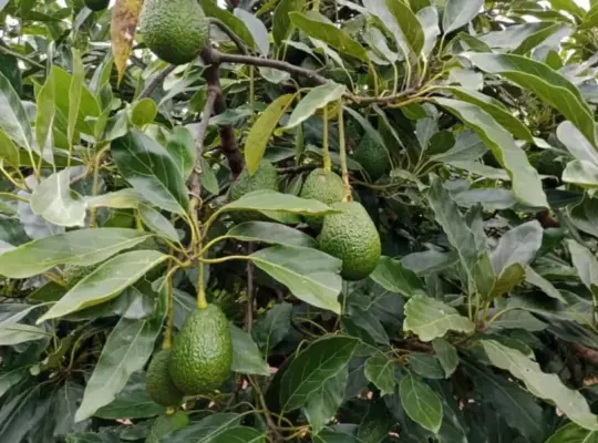 FARMING PROJECT; 200 ACRS, AVOCADO TREES,NJOMBE