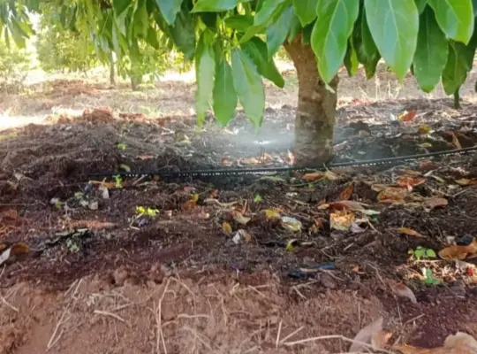 FARMING PROJECT; 200 ACRS, AVOCADO TREES,NJOMBE