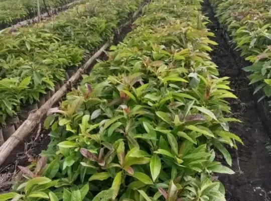 FARMING PROJECT; 200 ACRS, AVOCADO TREES,NJOMBE