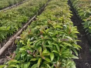 FARMING PROJECT; 200 ACRS, AVOCADO TREES,NJOMBE