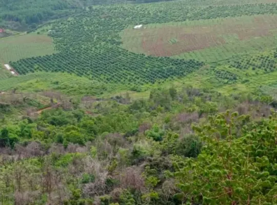 FARMING PROJECT; 200 ACRS, AVOCADO TREES,NJOMBE