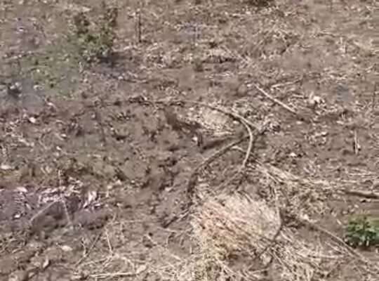 SHAMBA SAFI LENYE HATI, EKARI 22, PINGO-CHALINZE