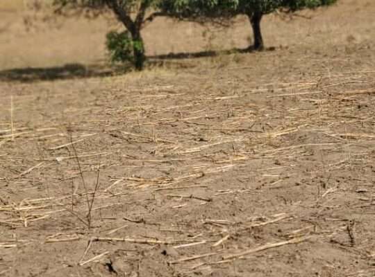 SHAMBA LILILOENDELEZWA, EKARI 100,MBWEWE