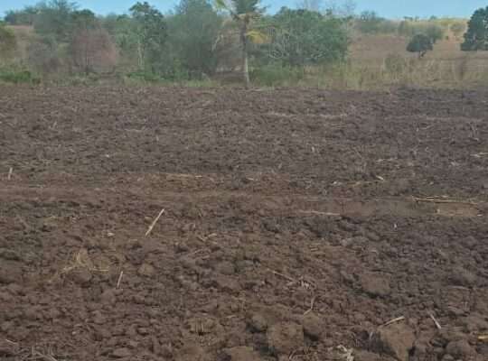 SHAMBA LILILOENDELEZWA, EKARI 100,MBWEWE