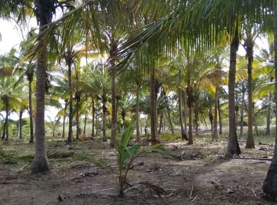 40 ACRES PRISTINE-IDYLLIC BEACH LAND AT SAADANI.