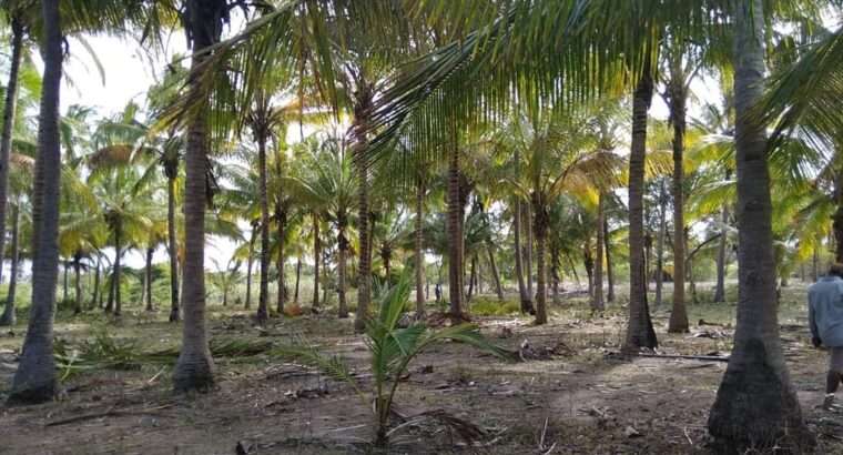 40 ACRES PRISTINE-IDYLLIC BEACH LAND AT SAADANI.