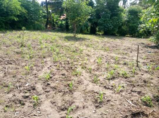 KIWANJA SQM 800, TSHS.145 MIL. UKONGA STAKISHARI