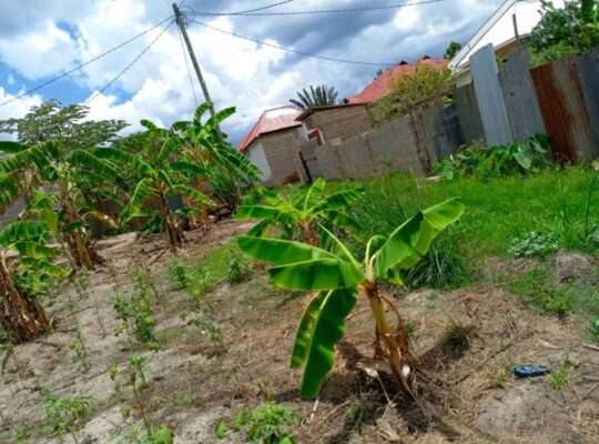 KIWANJA SQM.600, TSHS.16 MIL, MBEZI-MSUMI MWISHO