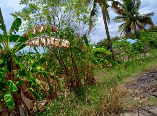 KIWANJA SQM.600, TSHS.16 MIL, MBEZI-MSUMI MWISHO