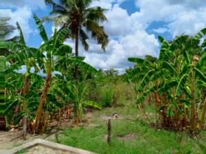 KIWANJA SQM.600, TSHS.16 MIL, MBEZI-MSUMI MWISHO