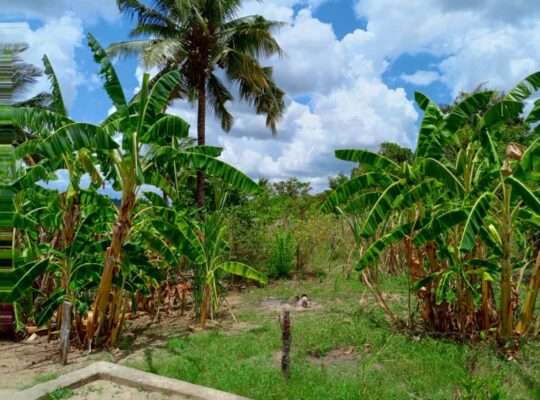 KIWANJA SQM.600, TSHS.16 MIL, MBEZI-MSUMI MWISHO