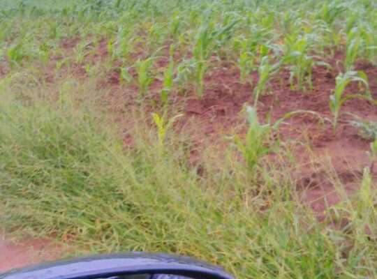 335 ACRES FARM, $250,000 AT SANGASANGA, MOROGORO