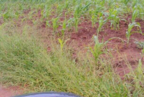 335 ACRES FARM, $250,000 AT SANGASANGA, MOROGORO
