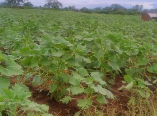 335 ACRES FARM, $250,000 AT SANGASANGA, MOROGORO