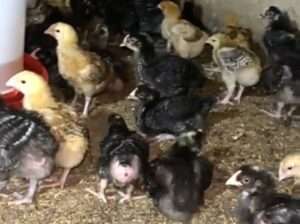 VIFARANGA 400 ‘TANBRO’ UMRI MWEZI 1, MADALE