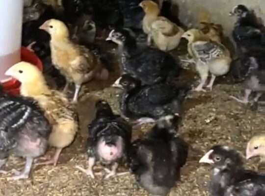 VIFARANGA 400 ‘TANBRO’ UMRI MWEZI 1, MADALE