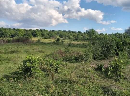 KIWANJA SQM.1600, TSHS.5MIL. DISUNYALA,MLANDIZI.