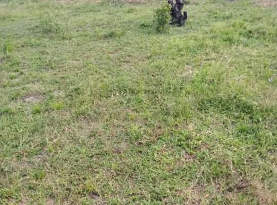 KIWANJA SQM.1600, TSHS.5MIL. DISUNYALA,MLANDIZI.