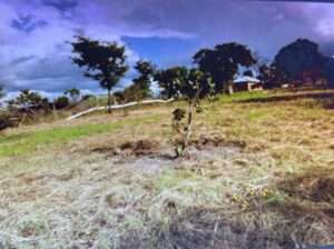 SHAMBA LA MPUNGA EKARI 130, MADABA, RUVUMA.