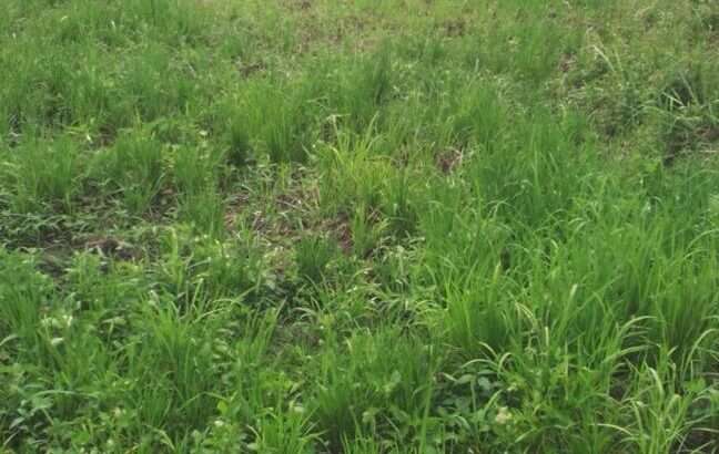 SHAMBA LA MPUNGA EKARI 130, MADABA, RUVUMA.