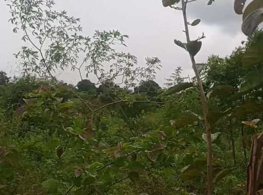 SHAMBA EKARI (4)/VIWANJA (10) MLANDIZI-PWANI.