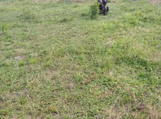 KIWANJA SQM.1600, TSHS.5 MIL. DISUNYALA,MLANDIZI