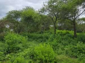 33 PRIME COMMERCIAL LAND AT USA-RIVER, ARUSHA